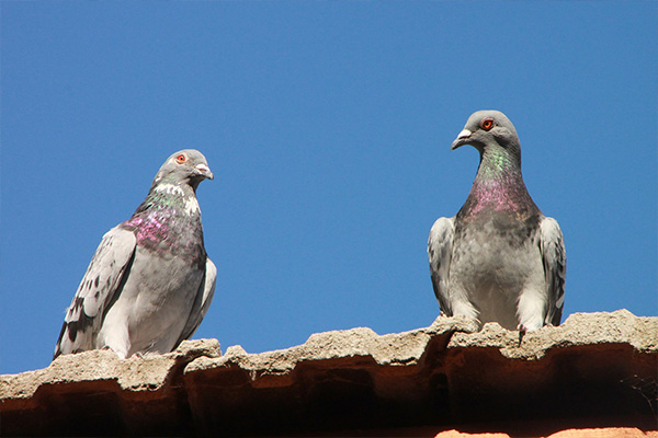 Dépigeonnage et pose de pics anti pigeon en Seine-Saint-Denis (93) - Delta Planet Services
